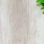 Le barbatelle di vite innestate